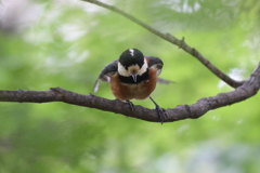 5月15日 相楽園 17