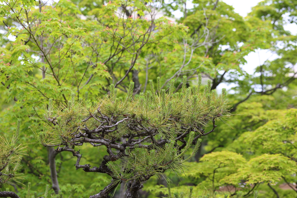 5月18日 相楽園 34
