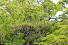 5月18日 相楽園 34