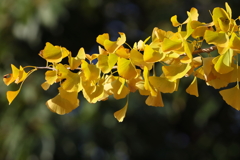 11月19日 明石公園 ５