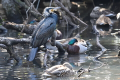 3月5日 明石公園 ８