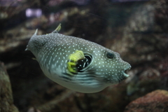 6月11日 須磨海浜水族園 14