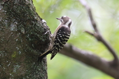 9月18日 明石公園 ９