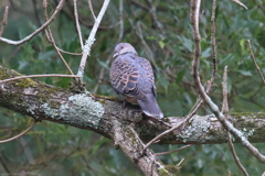 12月31日 明石公園 20