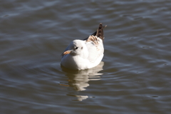 12月18日 明石公園 ３