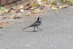 5月5日 明石公園 ９