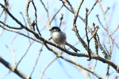 11月4日 明石公園 13