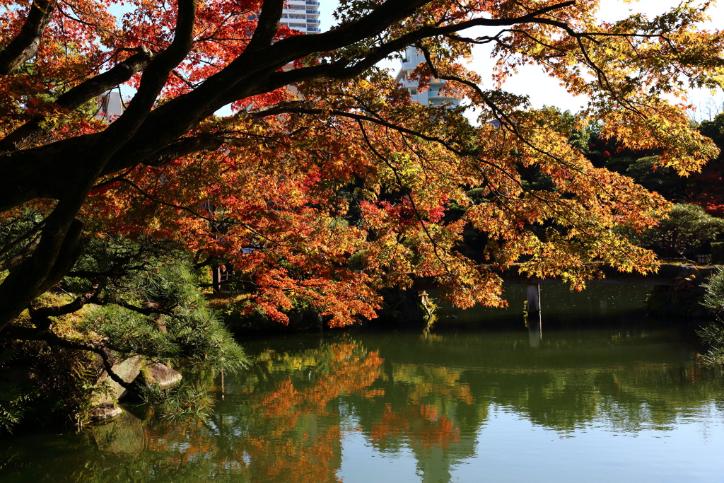 11月24日 相楽園 ８