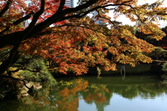 11月24日 相楽園 ８