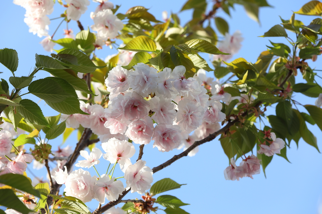 4月10日 散歩 20