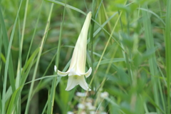 8月7日 夙川河川敷公園 ３