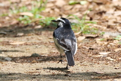 5月９日 明石公園 ４