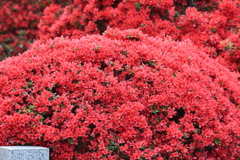 4月18日 長岡天神 17