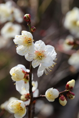 2月23日 岡本公園 ６