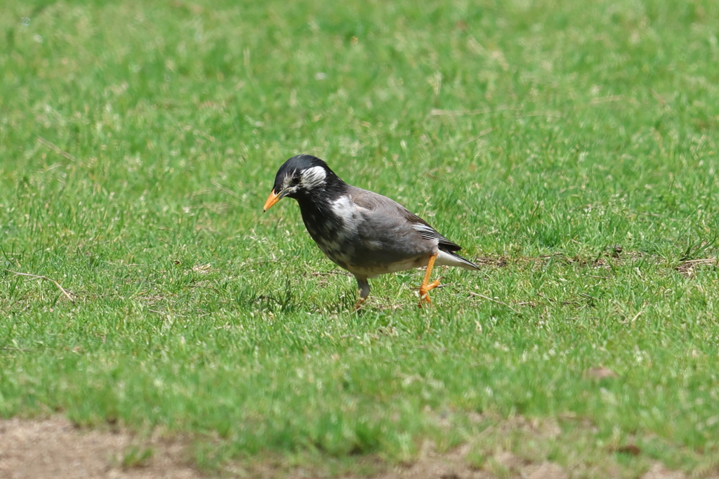 5月2日 明石公園 11