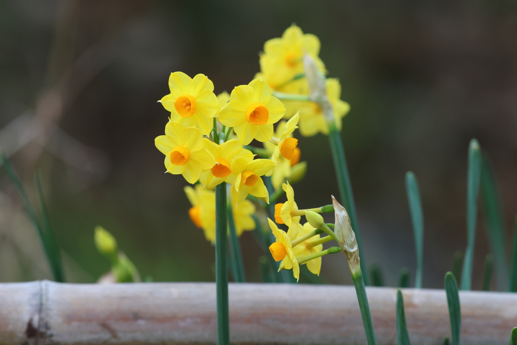 2月26日 明石公園 ９