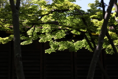 5月23日 相楽園 48