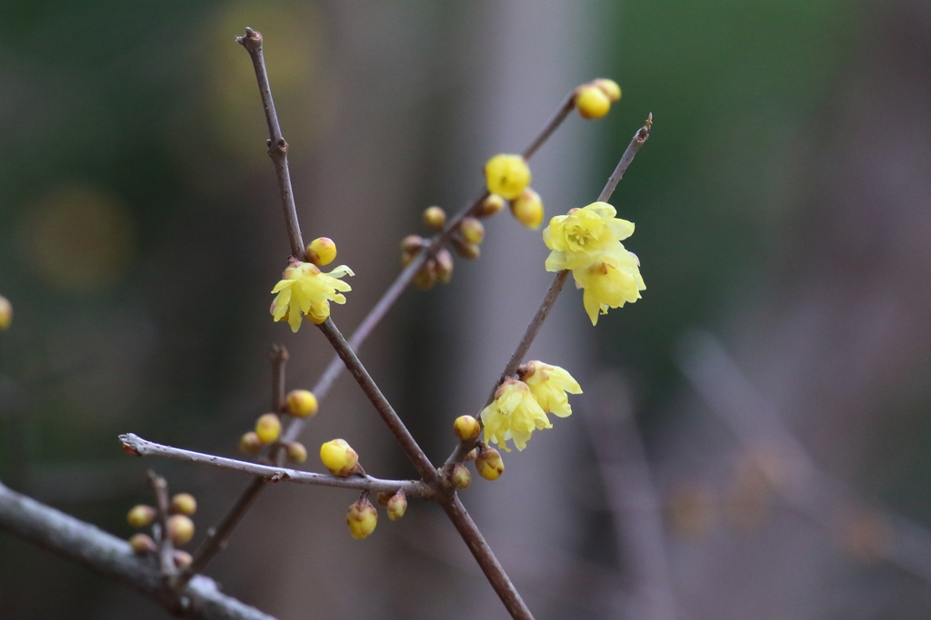 1月15日 明石公園 14