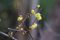 1月15日 明石公園 14