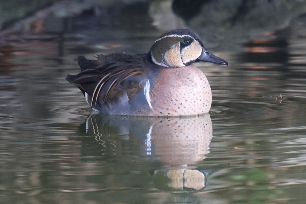 2月4日 明石公園 １