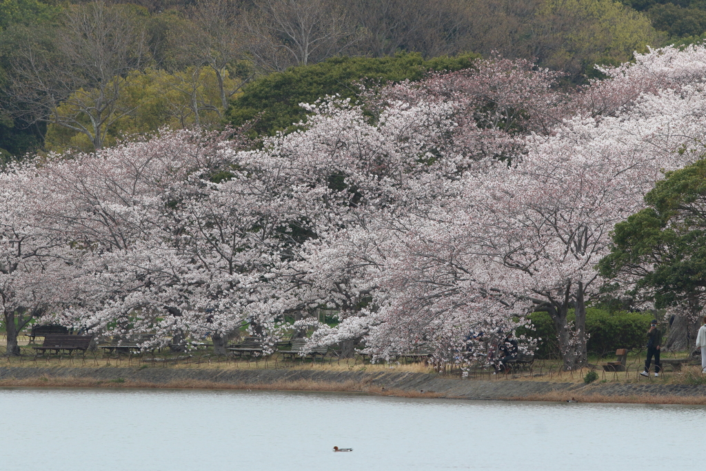 剛ノ池の桜