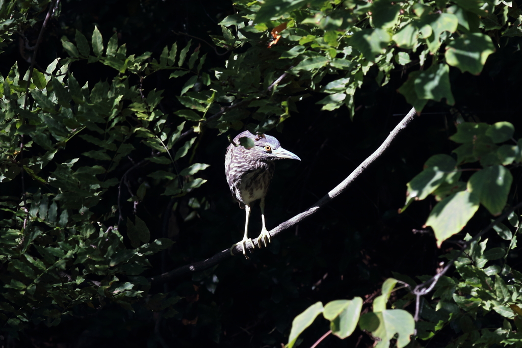 9月25日 明石公園 19