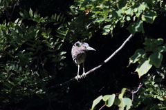 9月25日 明石公園 19