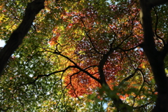 11月16日 相楽園 26