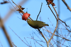 1月3日 明石公園 19