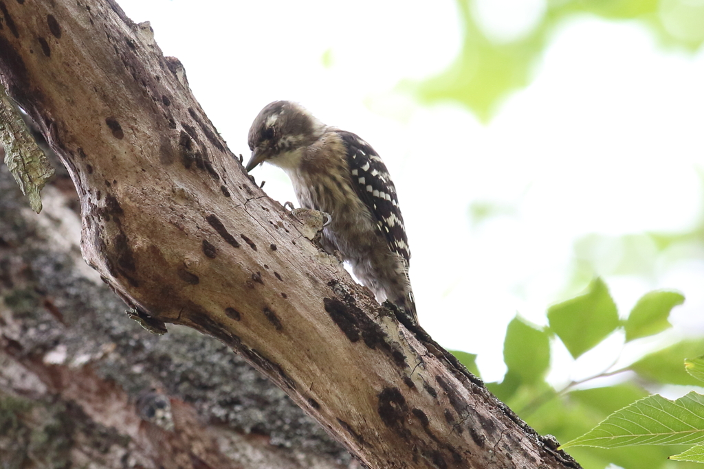 8月12日 明石公園 ２