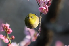 2月20日 須磨離宮公園 56