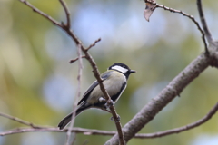 10月30日 明石公園 ７