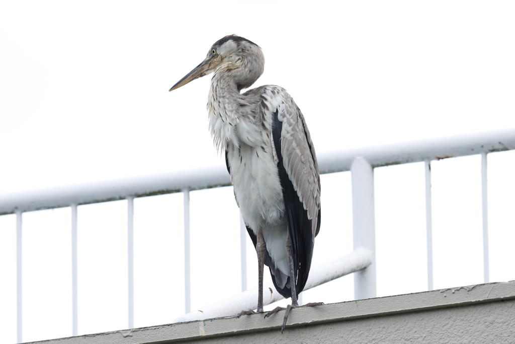7月20日 夙川河川敷緑地 ２