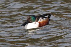 1月7日 明石公園 13