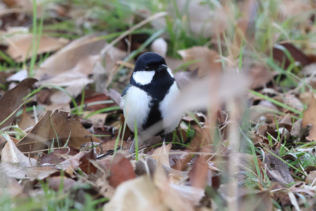 2月26日 明石公園 ８