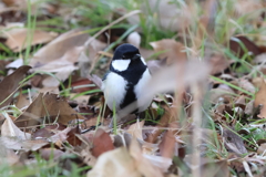 2月26日 明石公園 ８