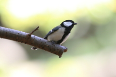 11月17日 明石公園 ５