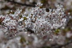 4月11日 明石公園 ７