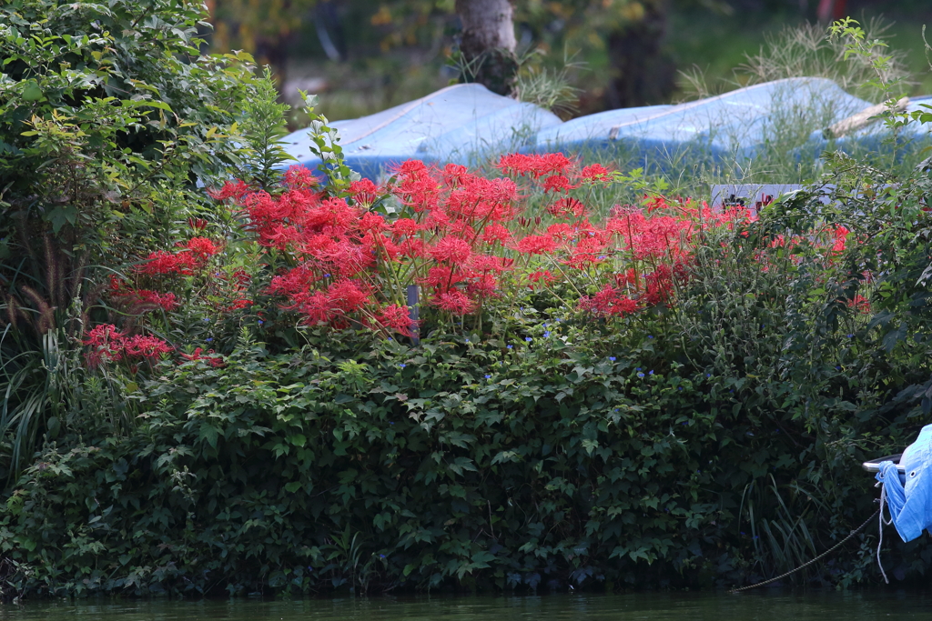 9月19日 明石公園 ４