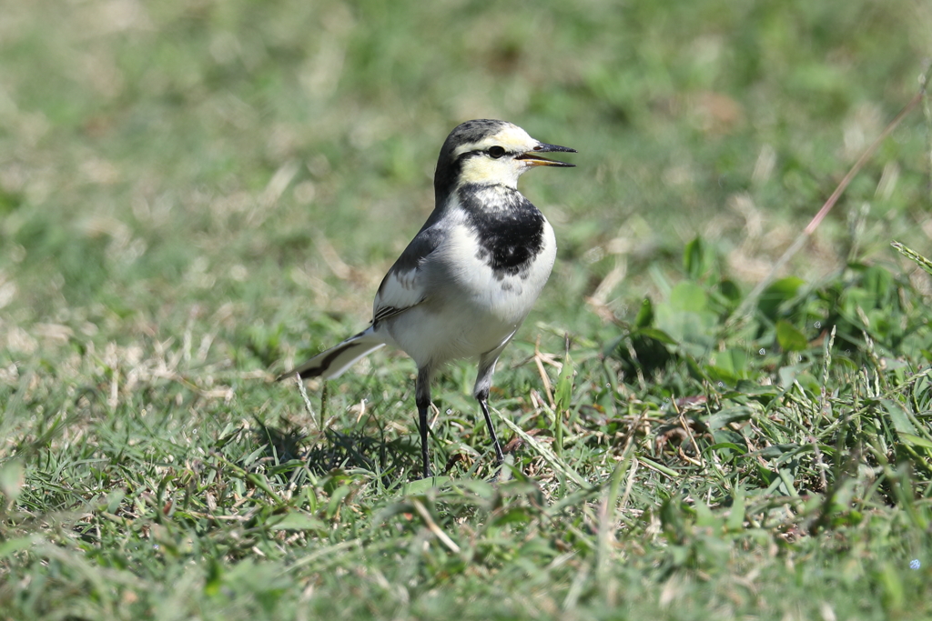 10月2日 明石公園 ６