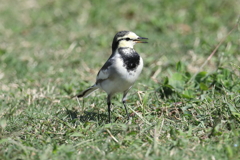 10月2日 明石公園 ６