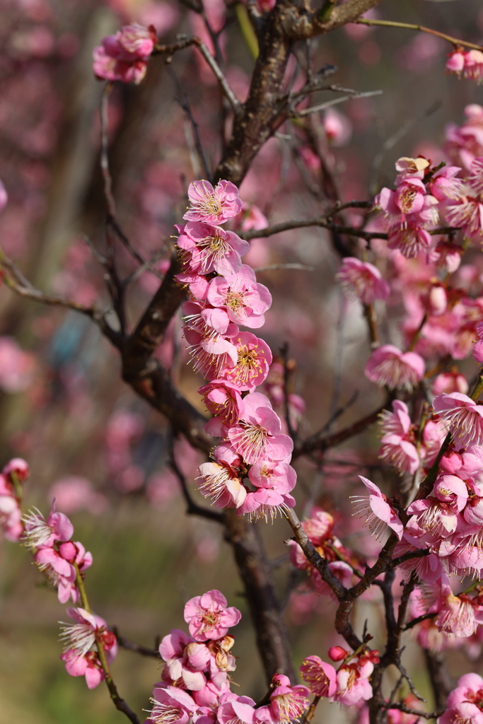 2月23日 岡本公園 ３