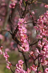 2月23日 岡本公園 ３