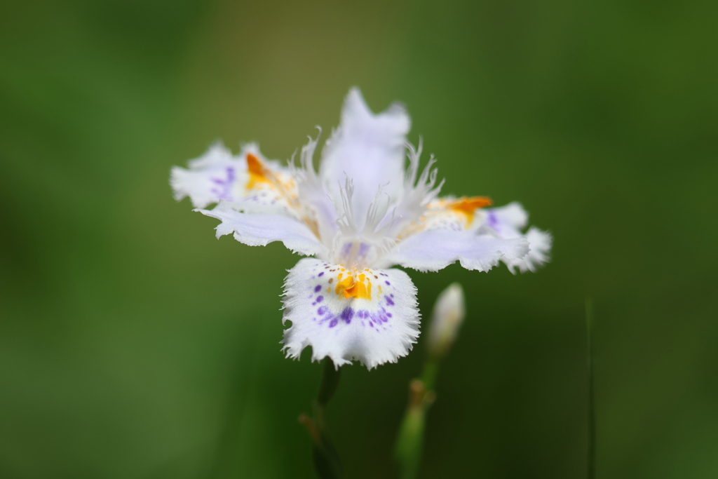 5月3日 神戸市立森林植物園 11
