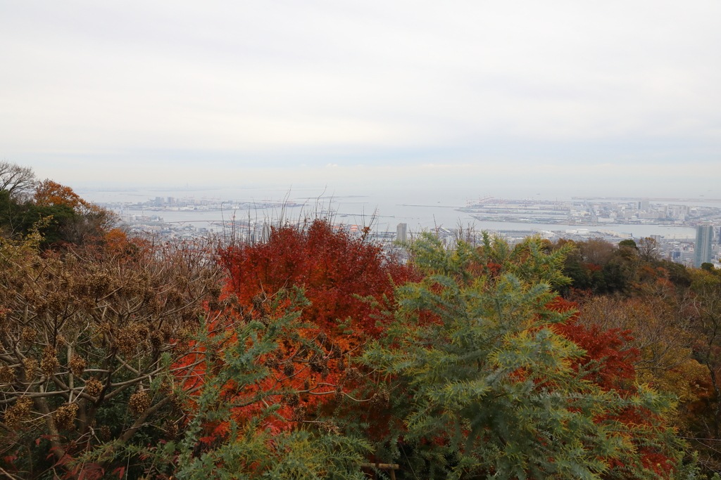 12月7日 布引ハーブ園 16