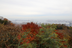 12月7日 布引ハーブ園 16