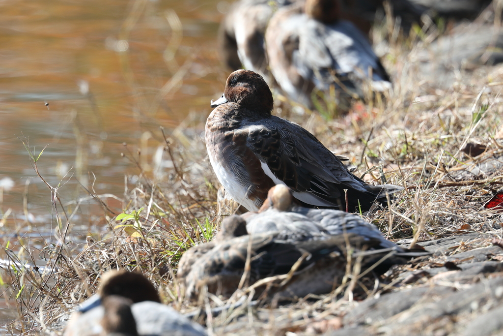 11月17日 明石公園 ３