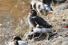 11月17日 明石公園 ３