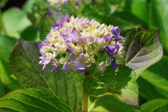 5月21日 明石公園 ２