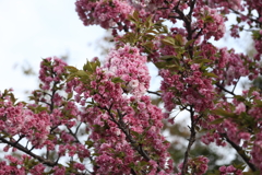 4月3日 岡本南公園 ４